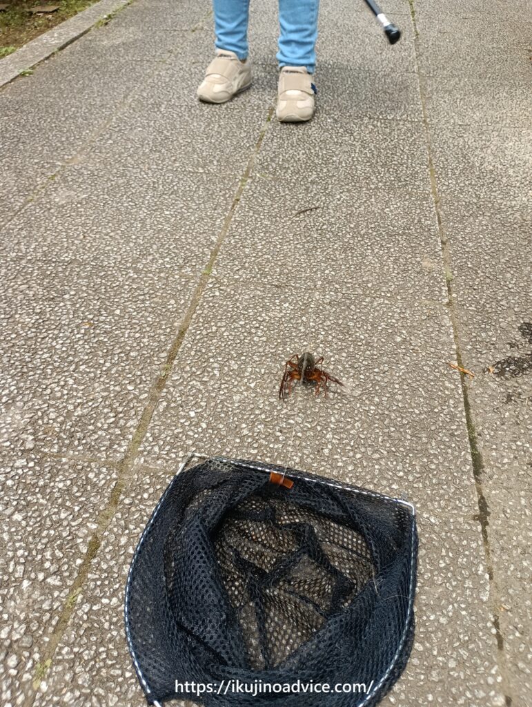 ザリガニ釣り写真2