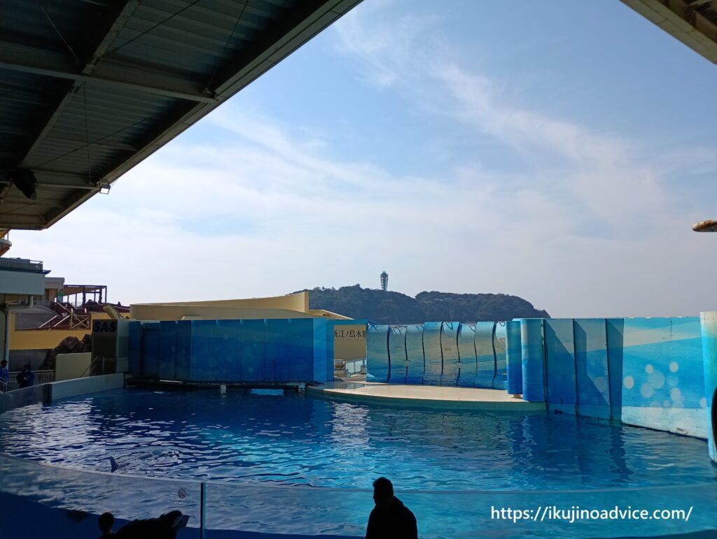 水族館でイルカショー。イルカ観察